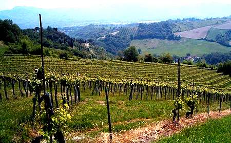 vineyards Pignoletto vineyards